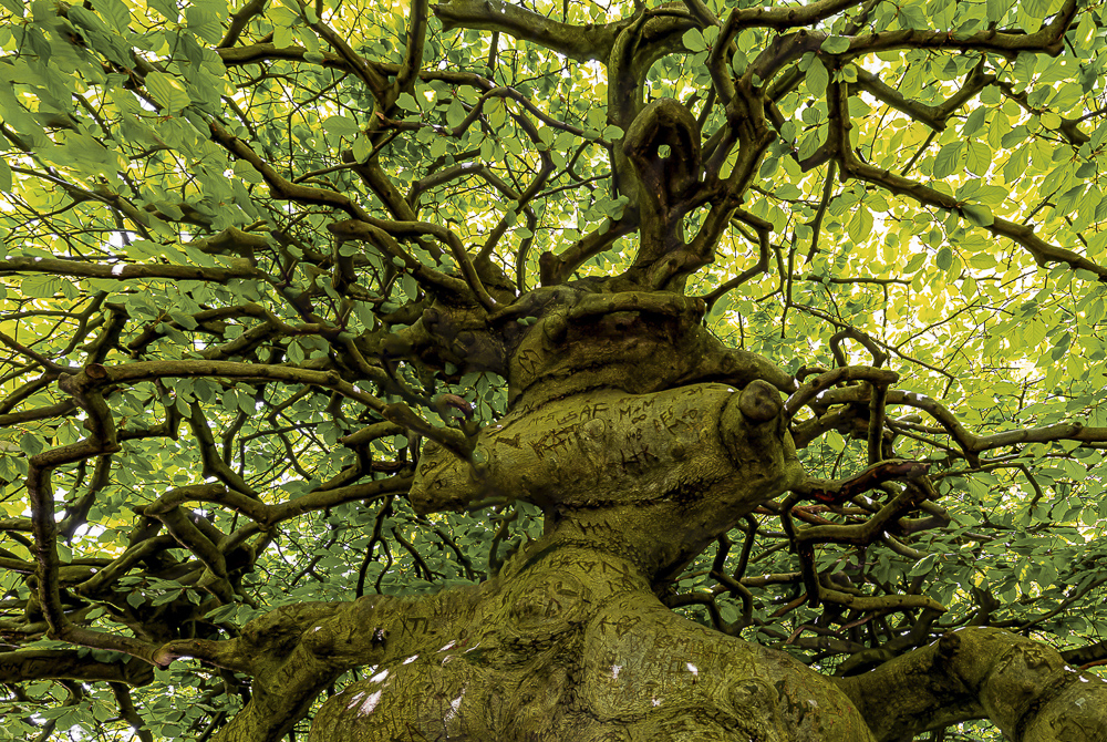 Platz 2 Sieglinde Senser